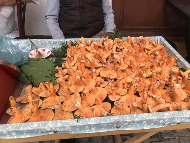 Kanlıca mantarı kilosu 100 TL’den pazardaki yerini aldı