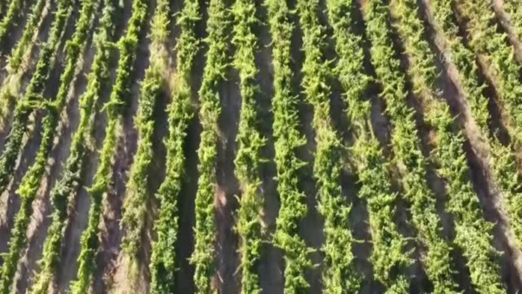 Safranbolu’nun coğrafi işaretli maniye domatesinde 2 bin ton rekolte bekleniyor