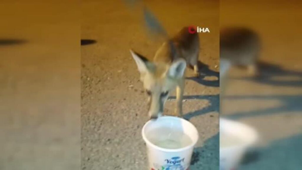 Kümeste yakalanan tilki doğaya salındı