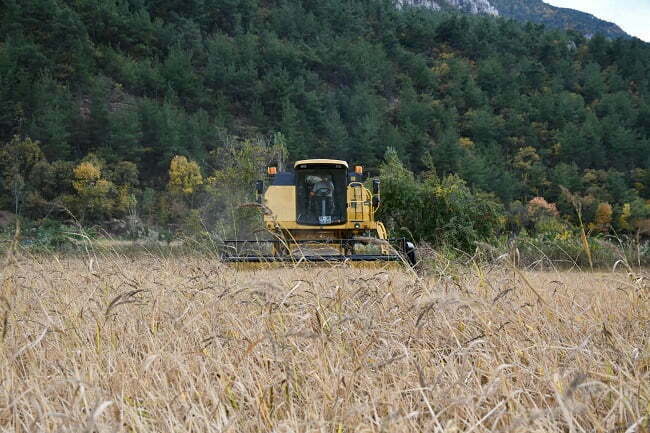 Karabük’te çiftçilerin çeltik hasadı sürüyor