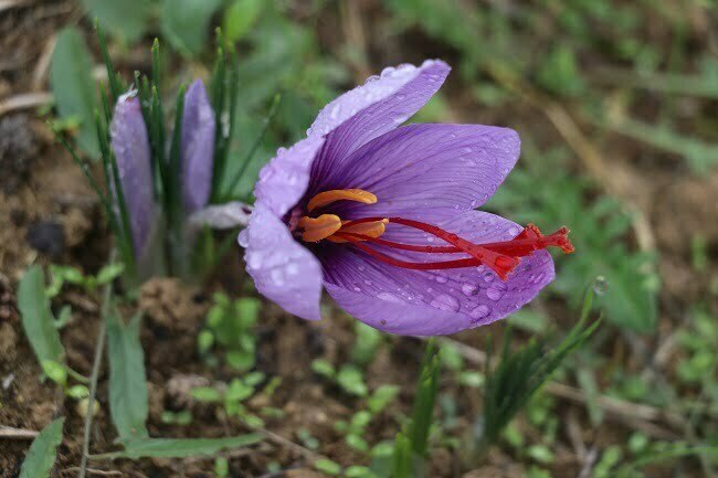 Safran da hasat başladı