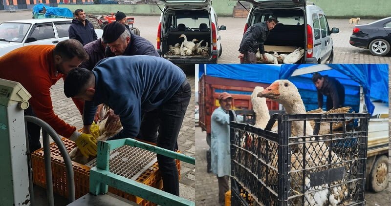 Eflani kazları, Kars yolcusu