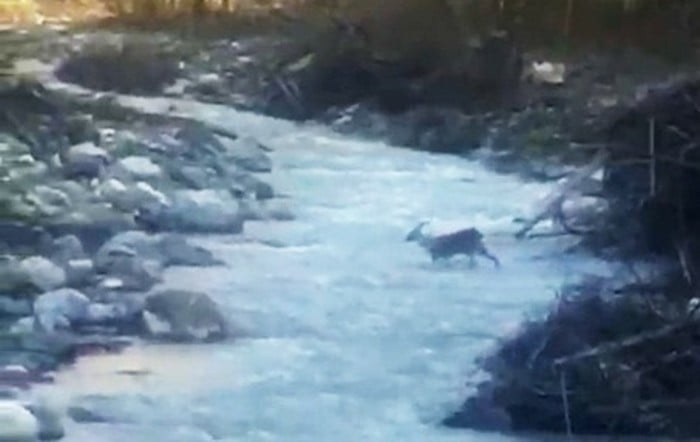 Yenice’de bir karacanın dereden geçmesi, cep telefonu kamerasıyla kaydedildi.
