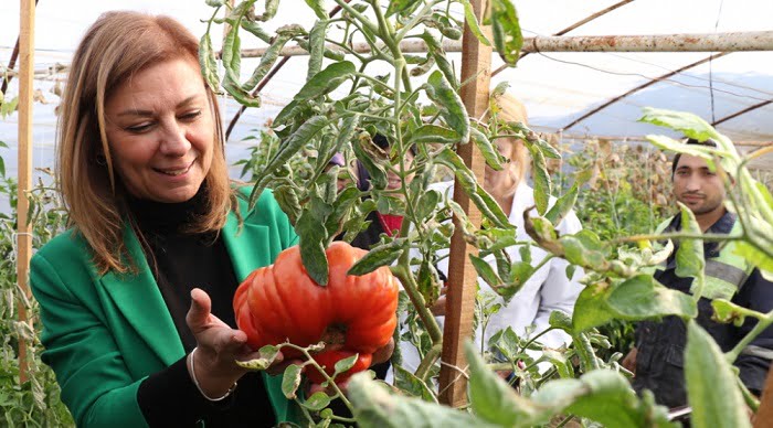 Safranbolu Belediyesi tohum çeşitliliğini artıyor