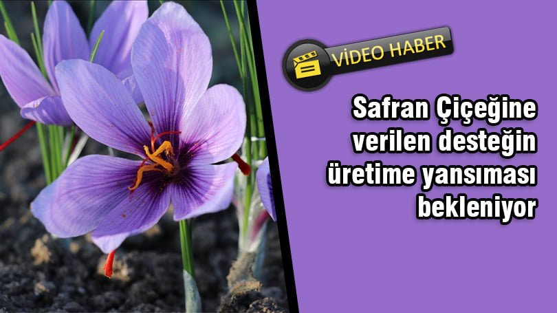 Safran Çiçeğine verilen desteğin üretime yansıması bekleniyor