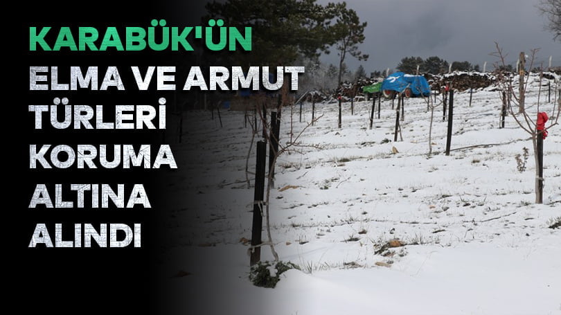Karabük’ün elma ve armut türleri koruma altına alındı