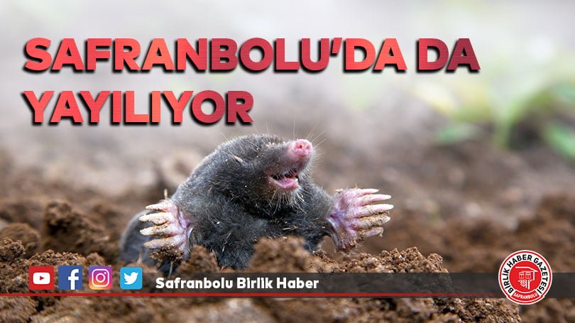 Safranbolu’da da Yayılıyor