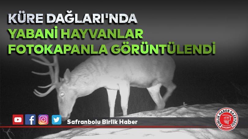 Küre Dağları’nda yabani hayvanlar fotokapanla görüntülendi