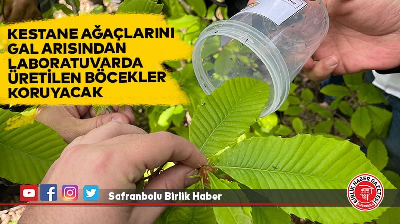Bartın’da kestane ağaçlarını gal arısından laboratuvarda üretilen böcekler koruyacak