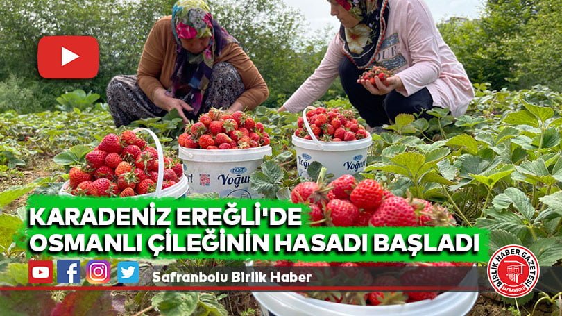 Karadeniz Ereğli’de Osmanlı çileğinin hasadı başladı