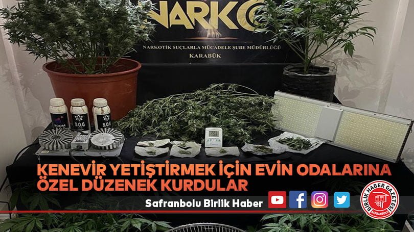 Kenevir yetiştirmek için evin odalarına özel düzenek kurdular