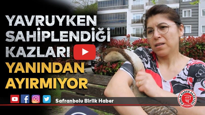 Yavruyken sahiplendiği kazları yanından ayırmıyor