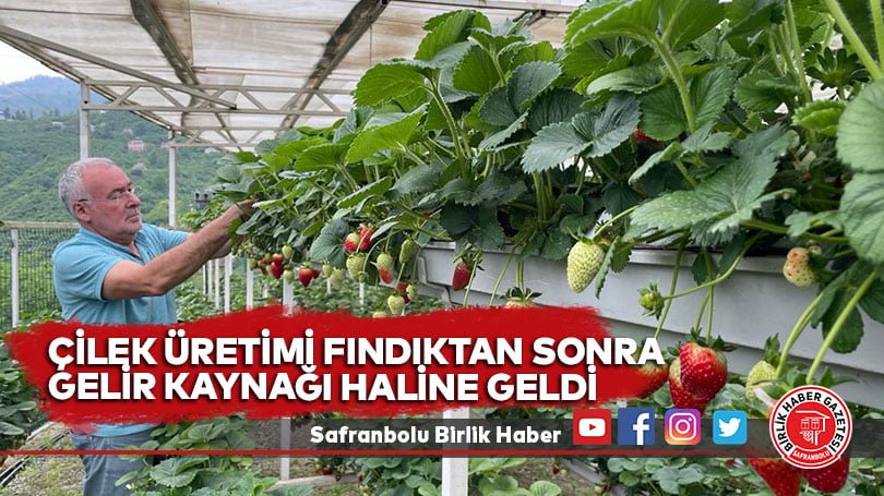 Çilek üretimi fındıktan sonra gelir kaynağı haline geldi