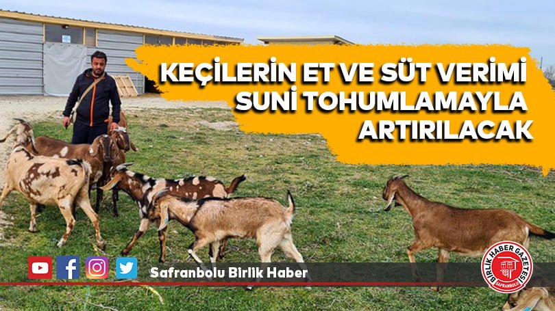  Keçilerin et ve süt verimi suni tohumlamayla artırılacak