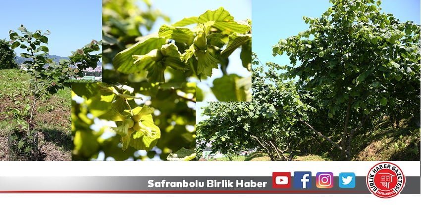Fındığın genotipleri Marmara, Ege ve Doğu Anadolu’da da araştırılıyor
