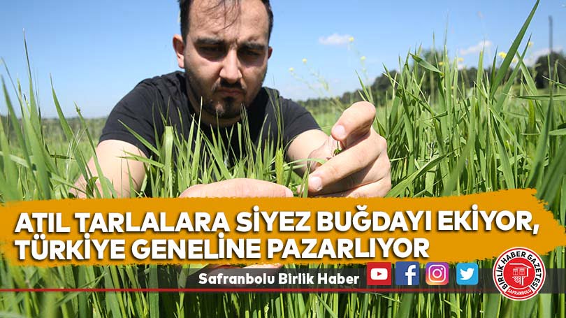 Atıl tarlalara siyez buğdayı ekiyor, Türkiye geneline pazarlıyor