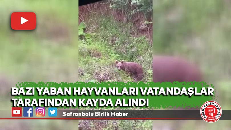 Bazı yaban hayvanları vatandaşlar tarafından kayda alındı