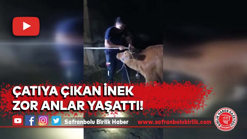 Çatıya çıkan inek zor anlar yaşattı!