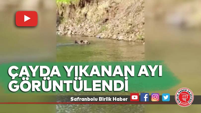 Çayda yıkanan ayı görüntülendi