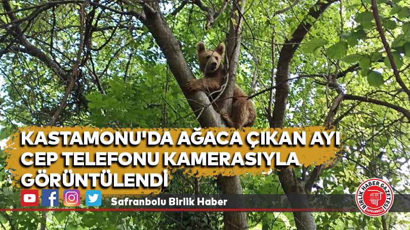 Ağaca çıkan ayı cep telefonu kamerasıyla görüntülendi