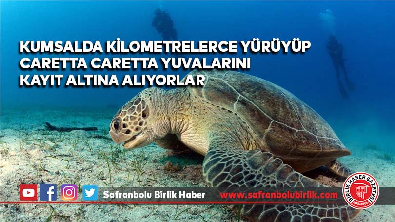Kumsalda kilometrelerce yürüyüp caretta caretta yuvalarını kayıt altına alıyorlar