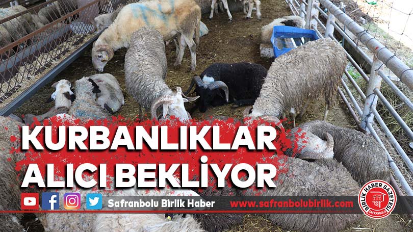 Karabük’te kurbanlıklar alıcı bekliyor