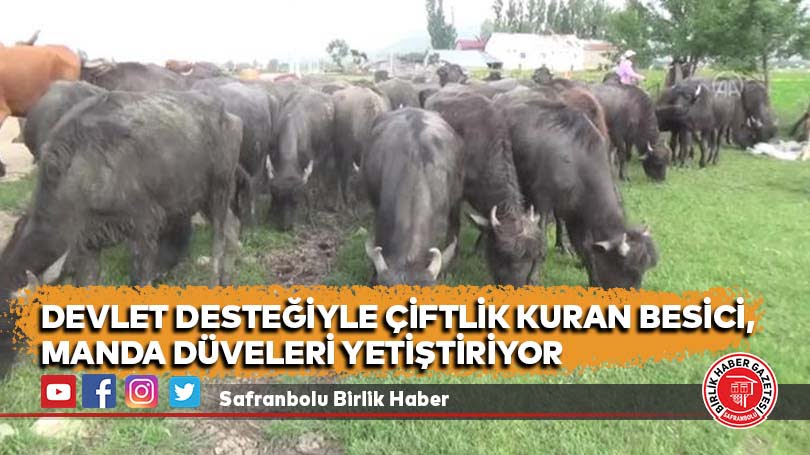 Devlet desteğiyle çiftlik kuran besici, manda düveleri yetiştiriyor