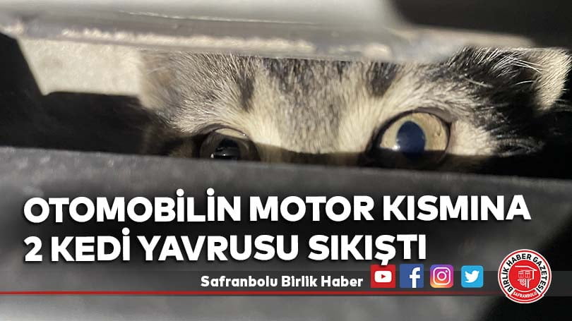Otomobilin motor kısmına 2 kedi yavrusu sıkıştı
