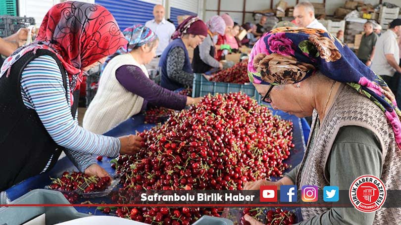 Yağışa dayanıklı “Napolyon kirazı”nda ihracat hızlı başladı