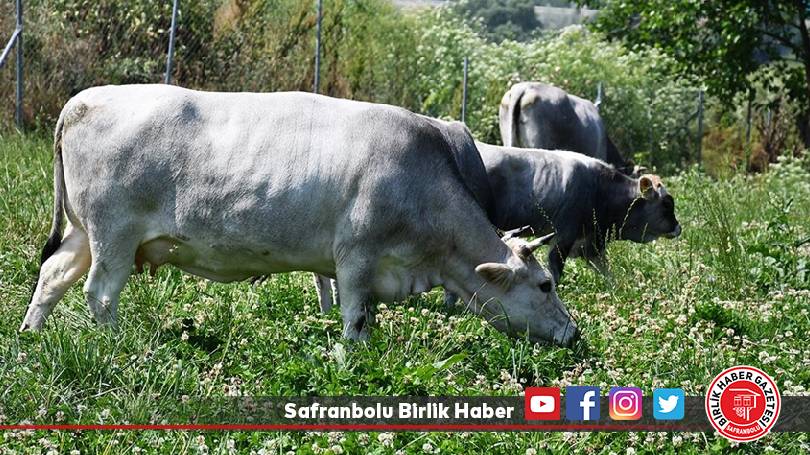 Yerli boz ırk sığırın gen kaynağı üniversitede korunuyor
