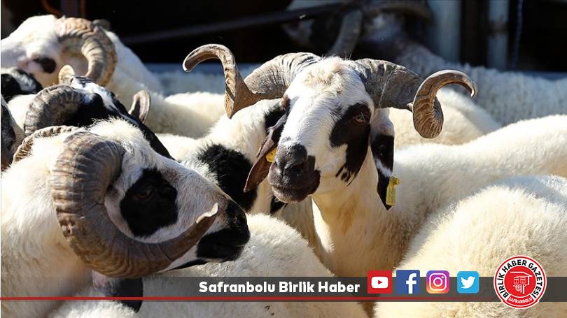 Yetiştiricilerden kurbanlık alacaklara “küpe” ve “pasaport” uyarısı