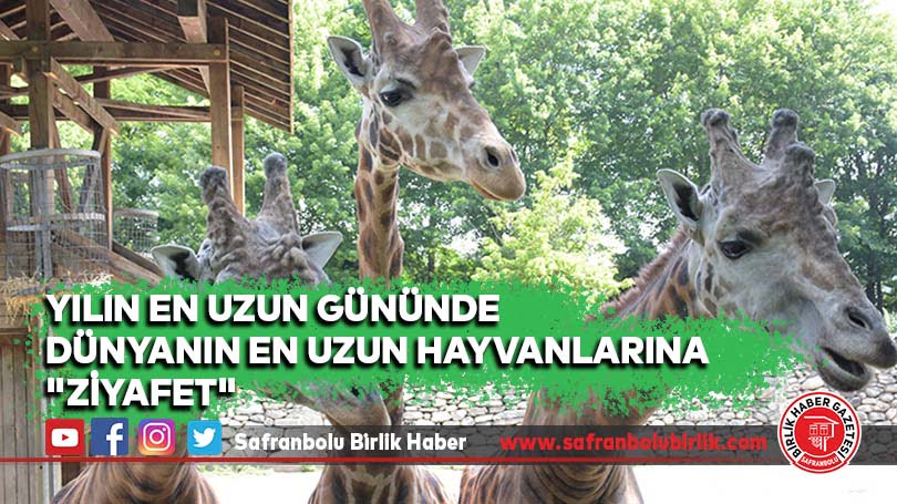 Yılın en uzun gününde dünyanın en uzun hayvanlarına “ziyafet”