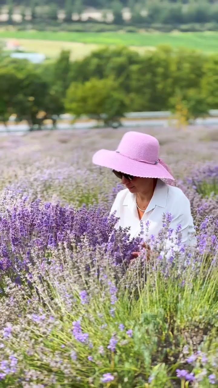 Safranbolu Lavanta bahçesi
