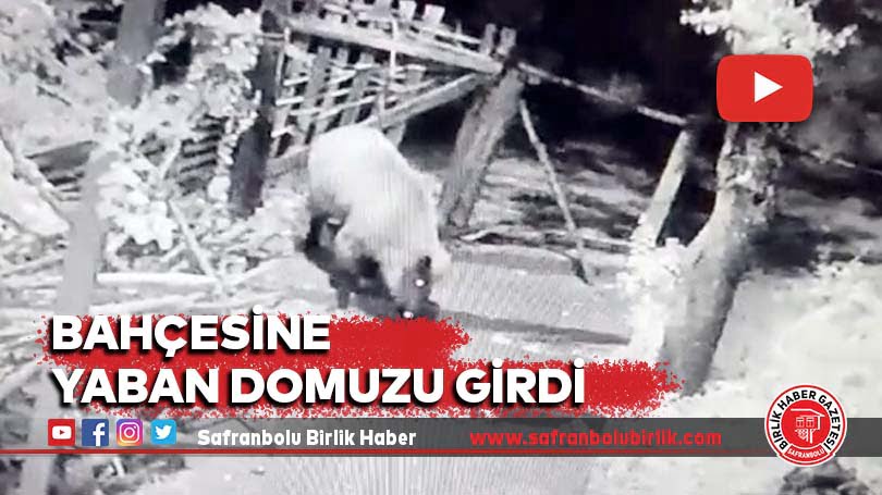 Bahçesine yaban domuzu girdi