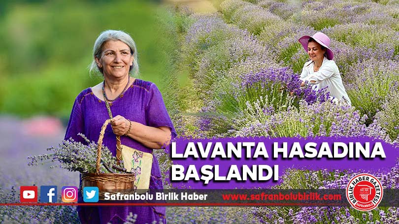 Lavanta hasadına başlandı