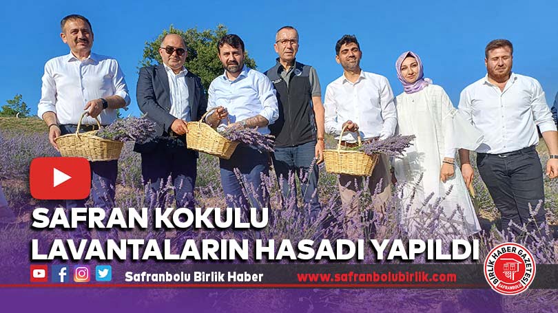 Safran Kokulu Lavantaların Hasadı Yapıldı