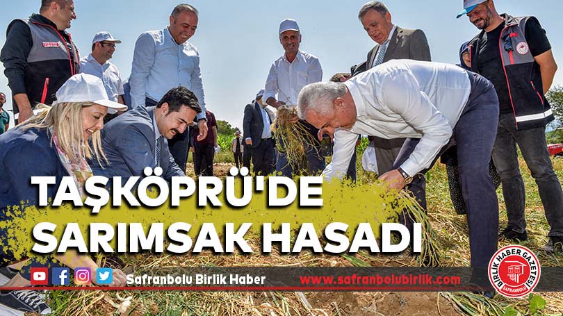 Taşköprü’de sarımsak hasadı