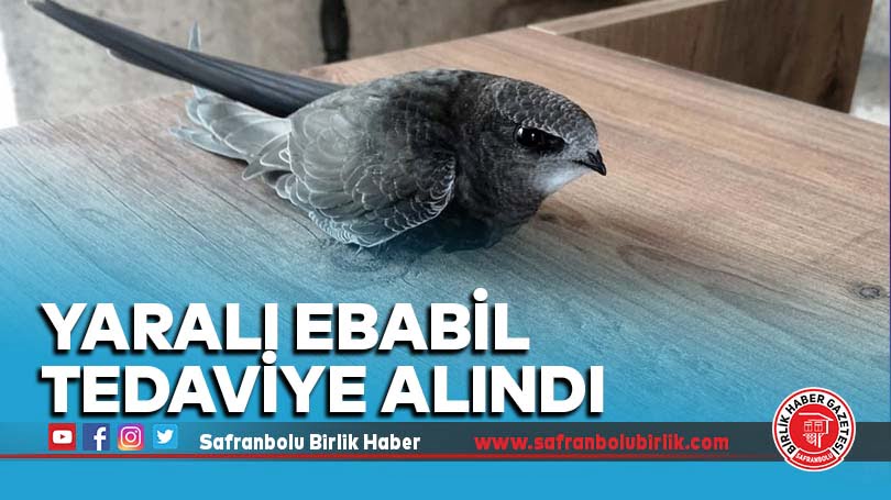 Yaralı ebabil tedaviye alındı