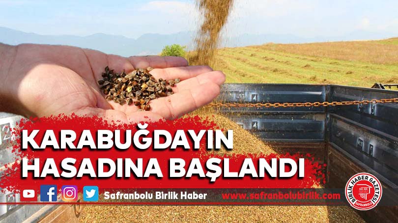 Karabuğdayın hasadına başlandı