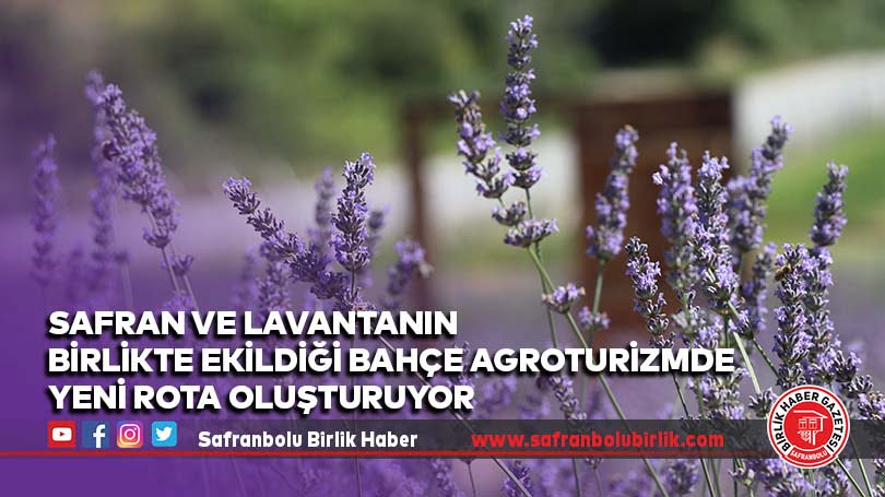 Safranbolu’da safran ve lavantanın birlikte ekildiği bahçe agroturizmde yeni rota oluşturuyor