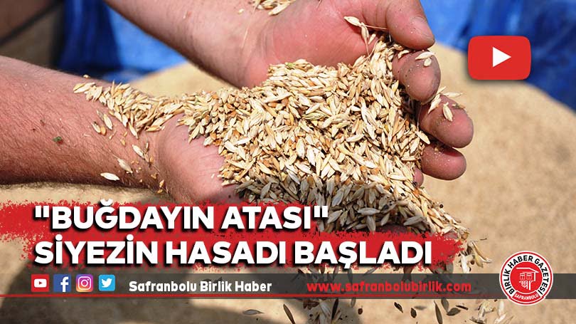 “Buğdayın atası” siyezin hasadı başladı