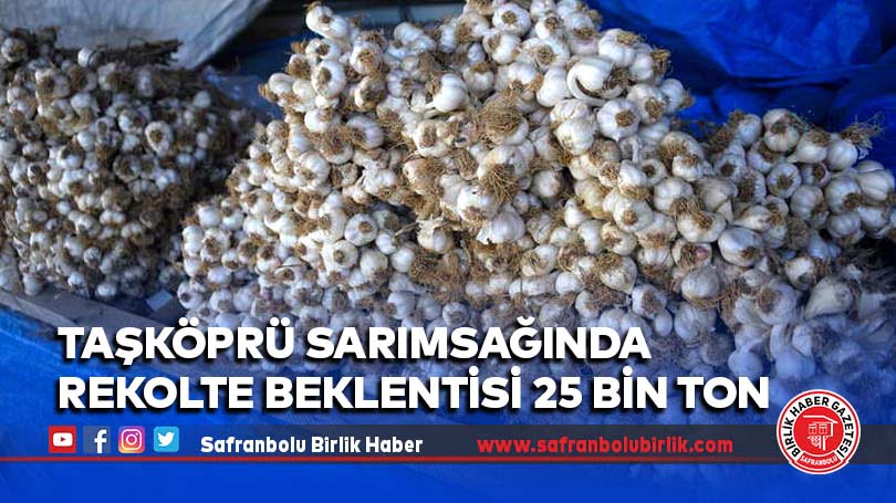 Taşköprü sarımsağında rekolte beklentisi 25 bin ton