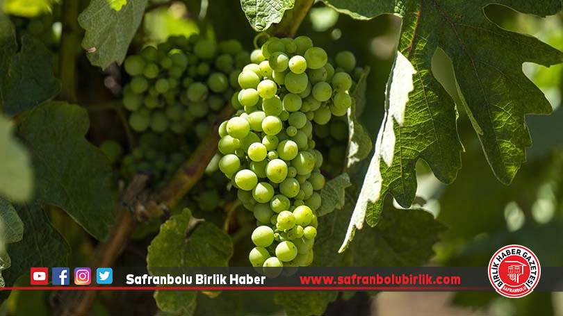 Türkiye’nin 4 milyon tonluk üzüm üretiminde “akıllı tarım” için diplomalı uzmanlar yetiştirilecek