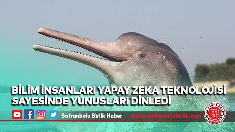 Bilim insanları yapay zeka teknolojisi sayesinde yunusları dinledi