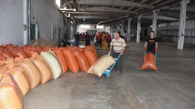 TMO Giresun’da fındık alımlarına başladı