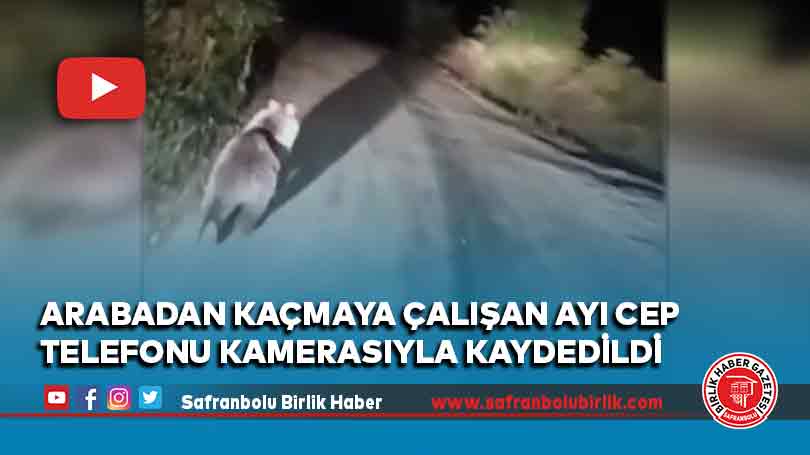 Arabadan kaçmaya çalışan ayı cep telefonu kamerasıyla kaydedildi