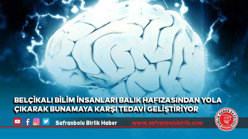 Belçikalı bilim insanları balık hafızasından yola çıkarak bunamaya karşı tedavi geliştiriyor
