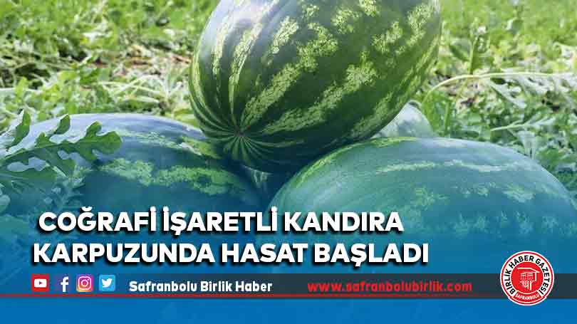 Coğrafi işaretli Kandıra karpuzunda hasat başladı