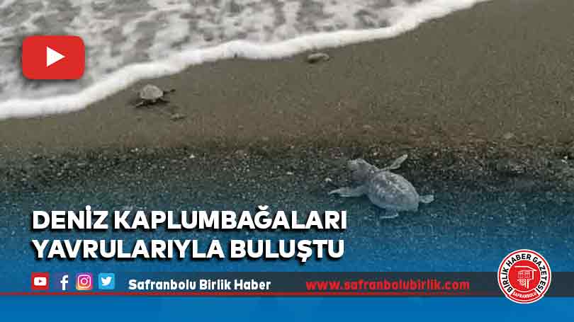 Deniz kaplumbağaları yavrularıyla buluştu