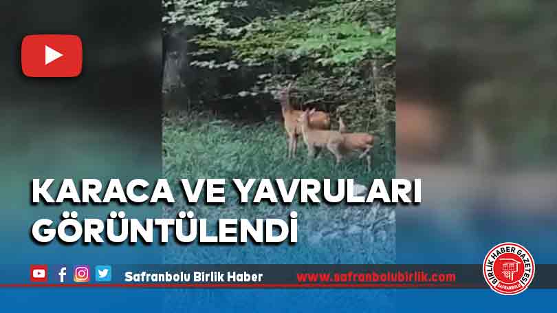 Karaca ve yavruları görüntülendi